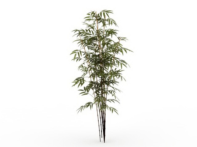 Bamboo plants 3d rendering