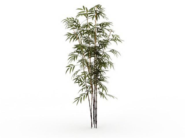 Bamboo Plants 3d Model Cadnav