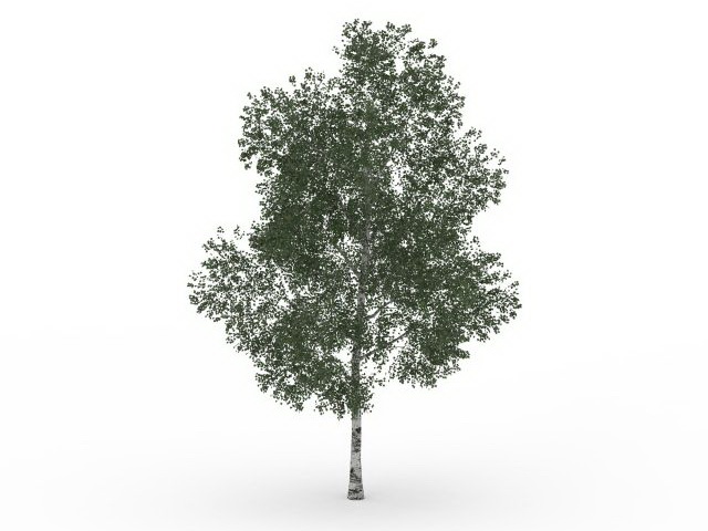 Shamel ash tree 3d rendering
