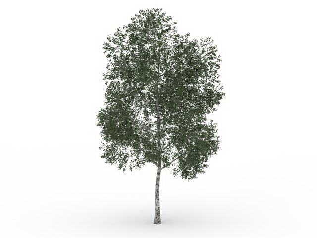 Shamel ash tree 3d rendering