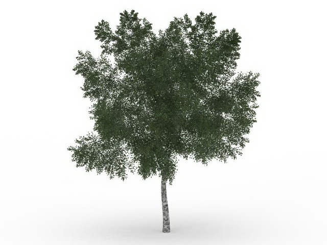 Mexican ash 3d rendering