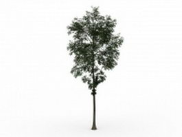 Small birch tree 3d model preview