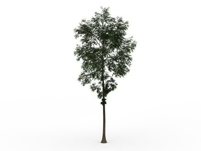Small birch tree 3d rendering
