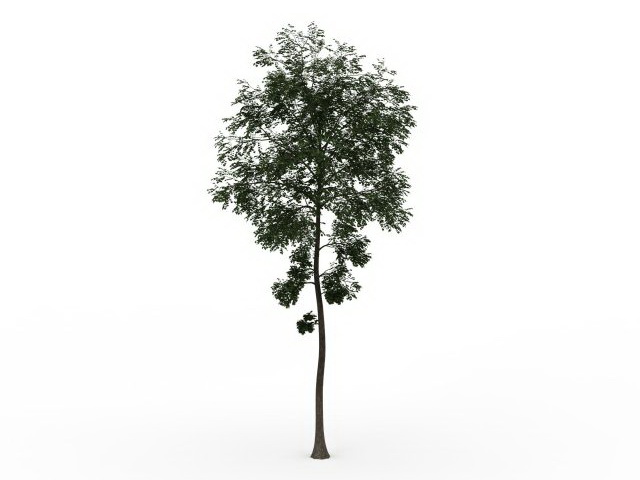Small birch tree 3d rendering
