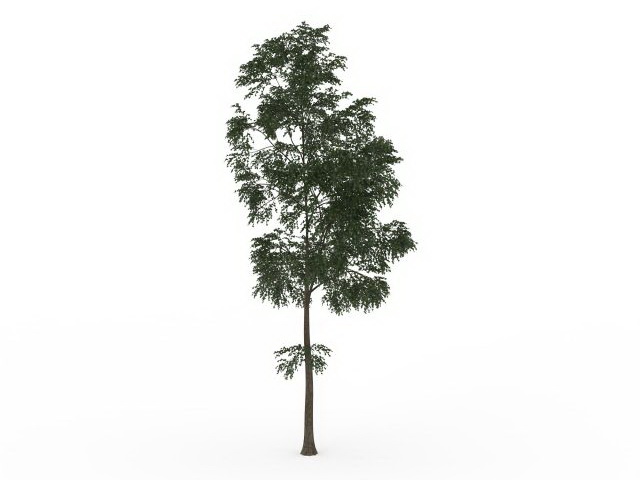 Small locust tree 3d rendering