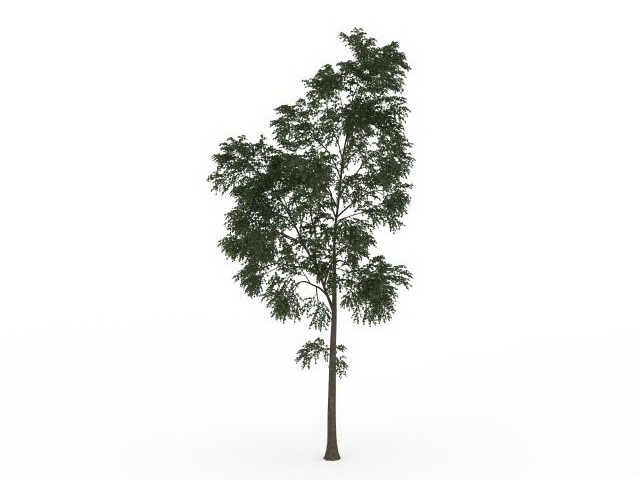 Small locust tree 3d rendering