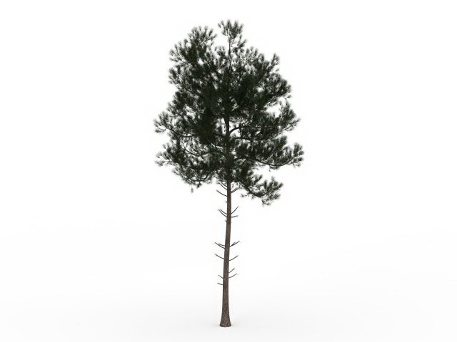 Small fir tree 3d rendering