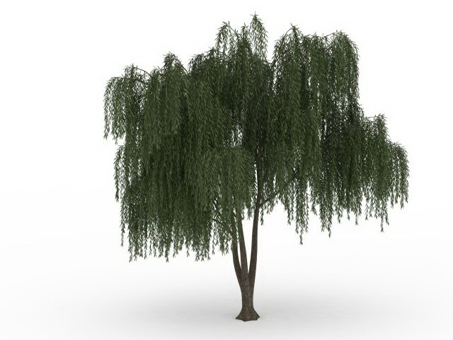 Weeping willow tree 3d rendering