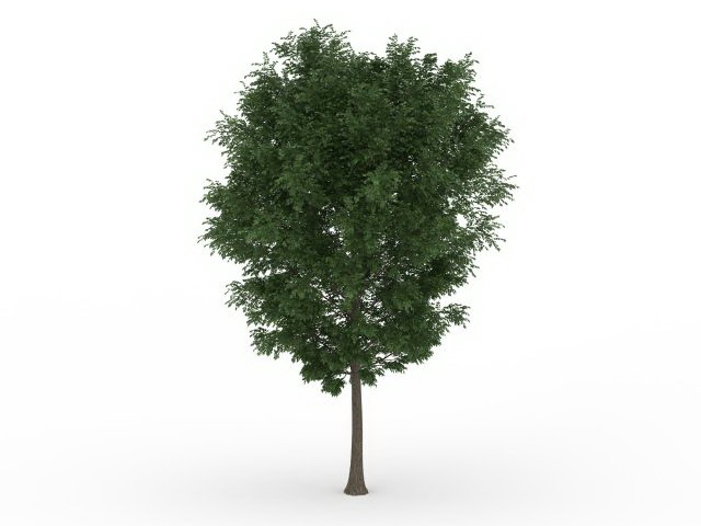 Beautiful green tree 3d rendering