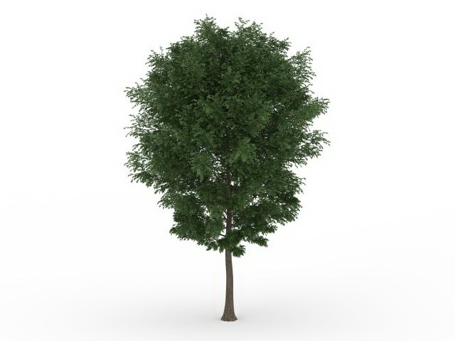 Beautiful green tree 3d rendering