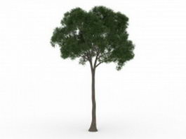 Small coniferous tree 3d model preview