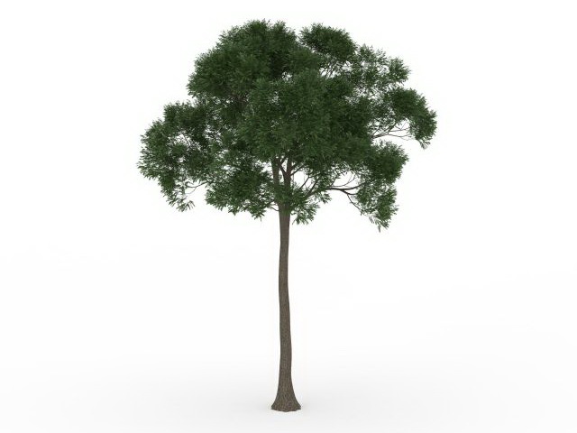 Small coniferous tree 3d rendering