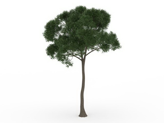 Small coniferous tree 3d rendering