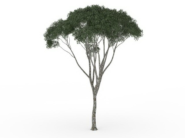 Small kapok tree 3d rendering