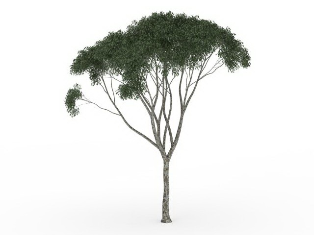 Small kapok tree 3d rendering