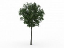 Pawpaw tree 3d model preview