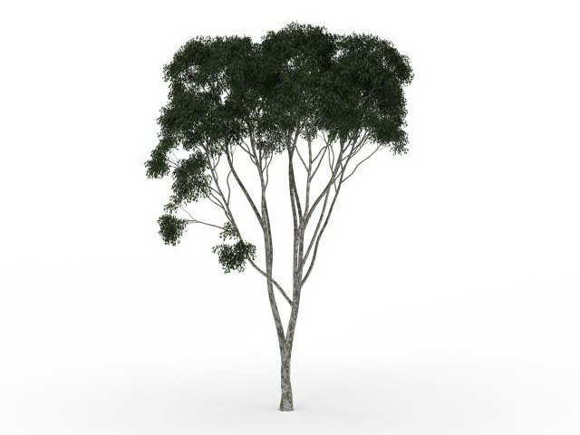Fig tree 3d rendering