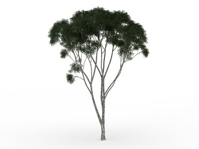 Fig tree 3d rendering