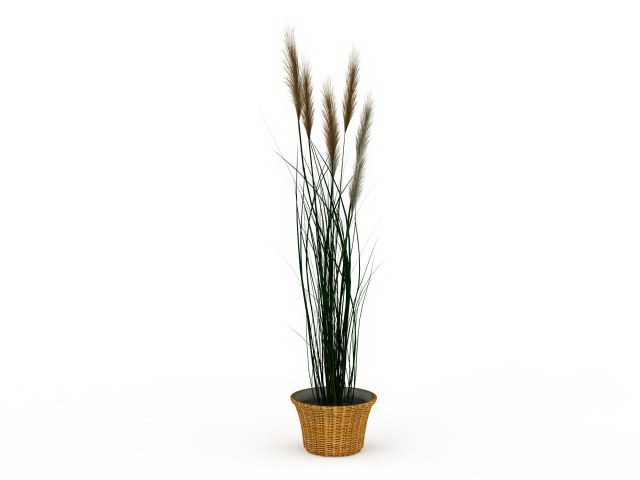 Potted reed grass 3d rendering