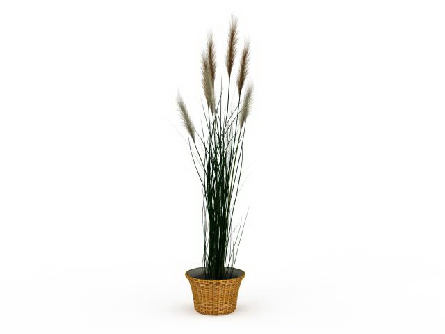 Potted reed grass 3d rendering