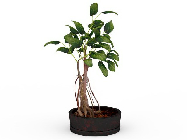 Potted bonsai tree 3d rendering