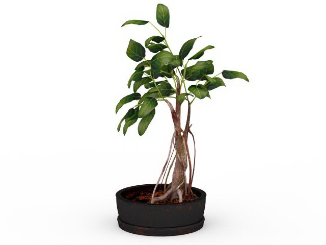Potted bonsai tree 3d rendering