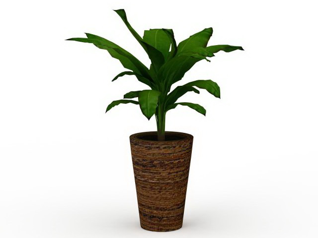 Potted broad leaved plant 3d rendering