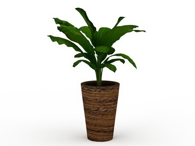 Potted broad leaved plant 3d rendering