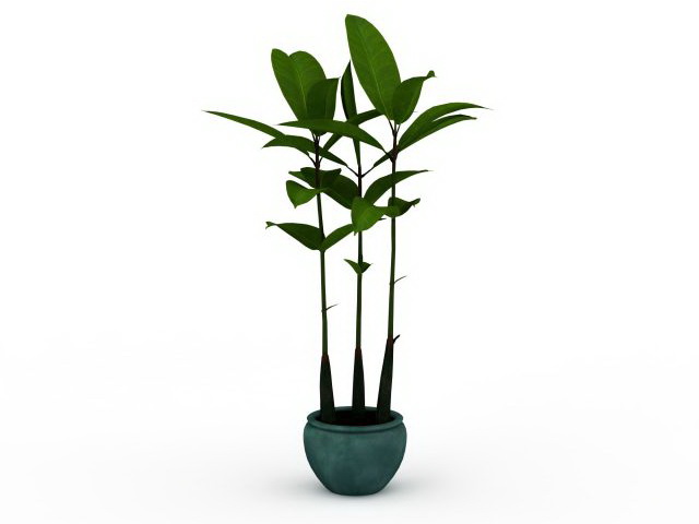 Broad leaf potted plant 3d rendering