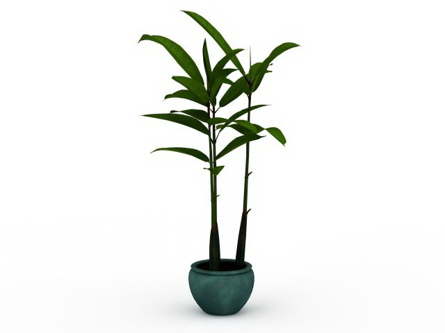 Broad leaf potted plant 3d rendering