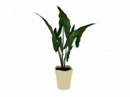 Indoor evergreen plant 3d model preview