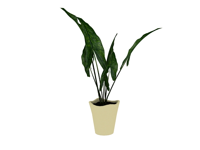 Indoor evergreen plant 3d rendering