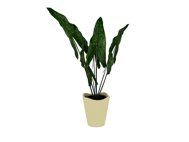 Indoor evergreen plant 3d rendering
