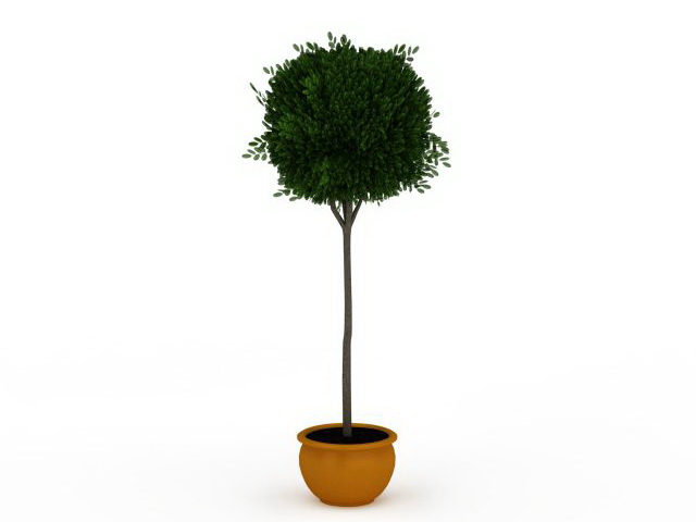 Potted topiary tree 3d rendering