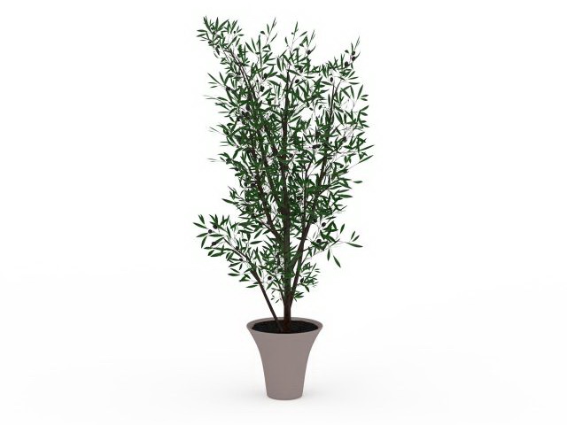Large potted tree 3d rendering