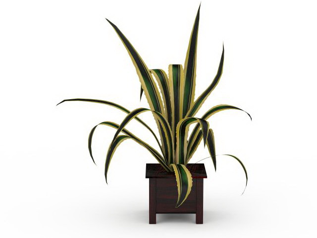 Potted spider plant 3d rendering