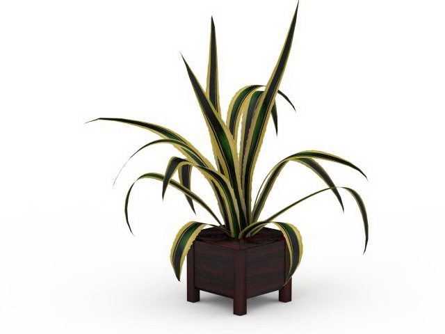 Potted spider plant 3d rendering