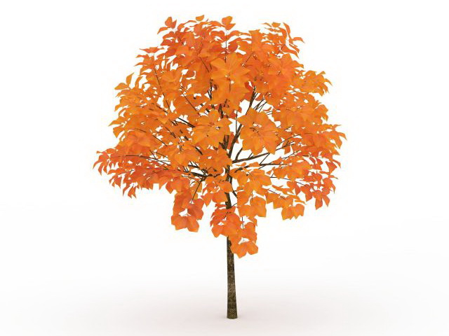 Maple fall tree 3d rendering