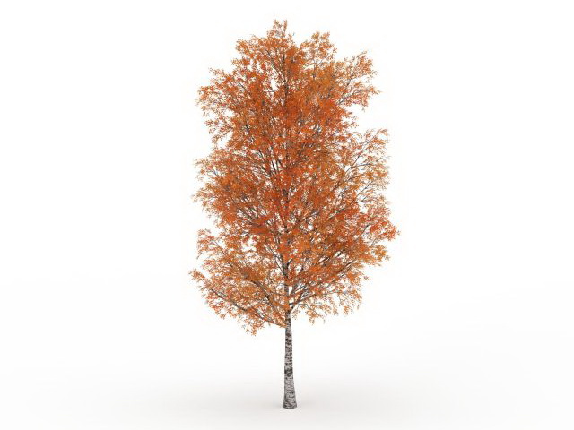 Autumn poplar tree 3d rendering