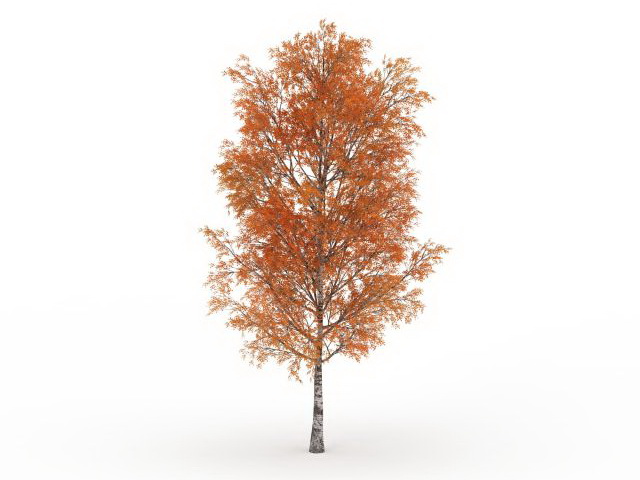 Autumn poplar tree 3d rendering