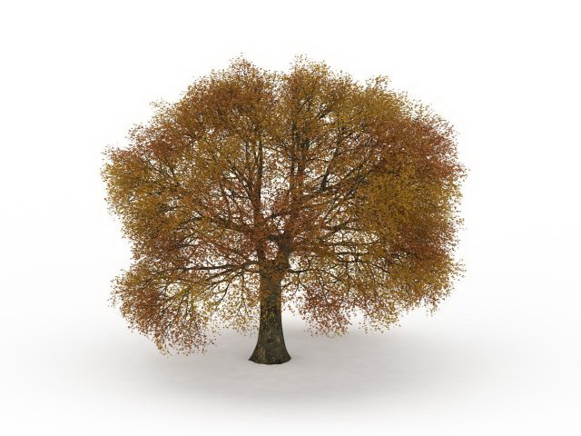 Autumn oak tree 3d rendering