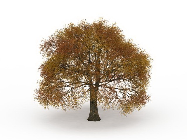 Autumn oak tree 3d rendering