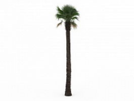 Tall fan palm tree 3d model preview