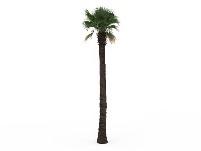 Tall fan palm tree 3d rendering
