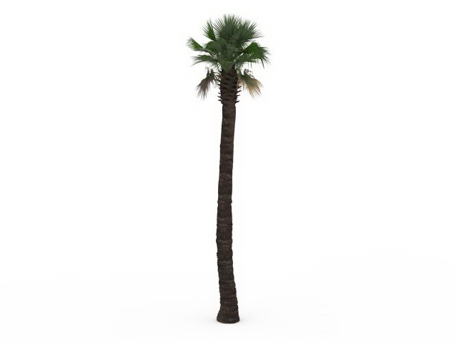 Tall fan palm tree 3d rendering