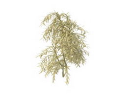 Evergreen weeping willow 3d model preview