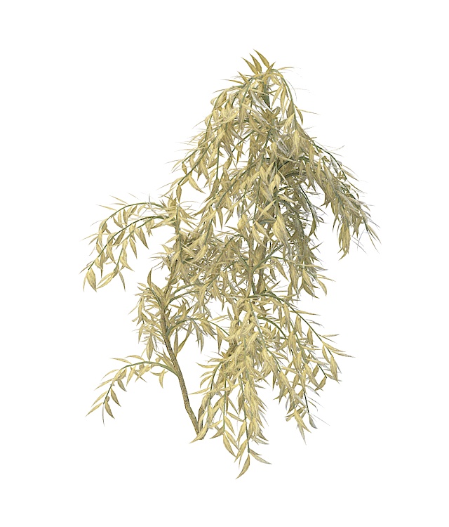 Evergreen weeping willow 3d rendering