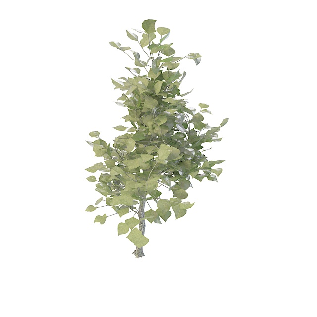 Small evergreen tree 3d rendering