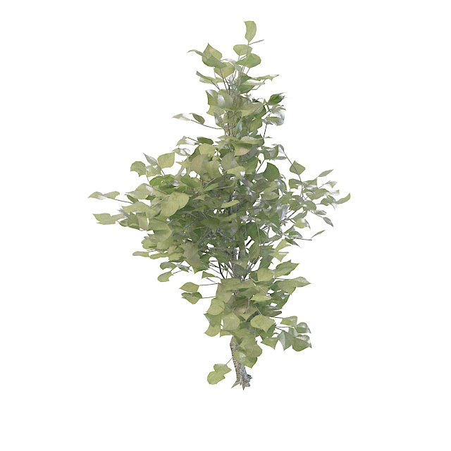 Small evergreen tree 3d rendering