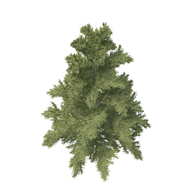 Dwarf coniferous tree 3d rendering